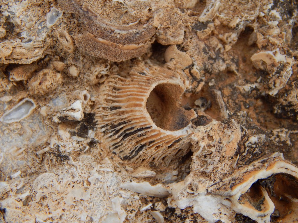 Konya’da doğa yürüyüşünde 98 milyon yıllık ’Rudist’ bulundu