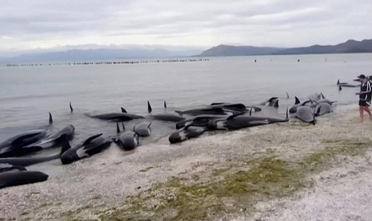 Balinaların karaya vurmalarının sebebi belli oldu