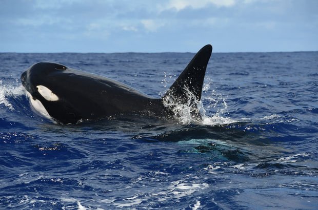 Balinaların karaya vurmalarının sebebi belli oldu
