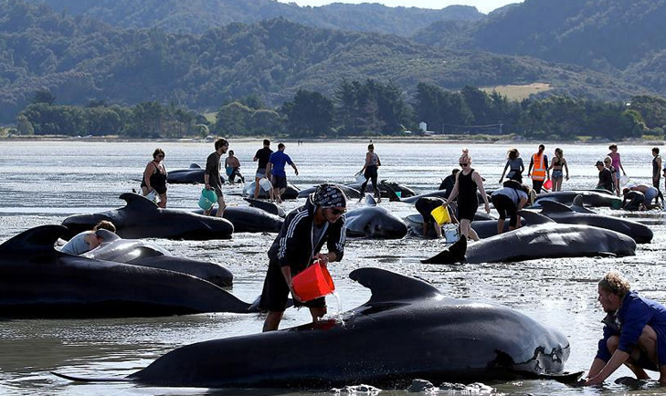 Balinaların karaya vurmalarının sebebi belli oldu