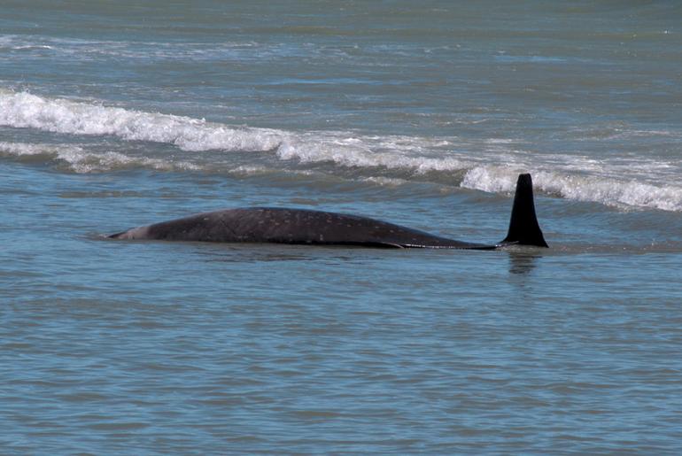 Balinaların karaya vurmalarının sebebi belli oldu