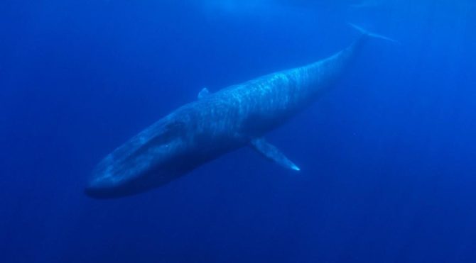 Balinaların karaya vurmalarının sebebi belli oldu