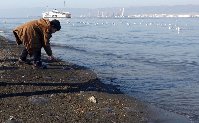Kocaeli’de binlerce denizanası sahil kenarını kapladı