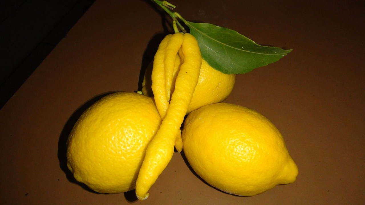 Mersin’de yetişen limon çiftçiyi şoke etti