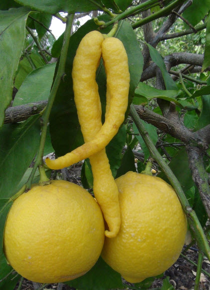 Mersin’de yetişen limon çiftçiyi şoke etti