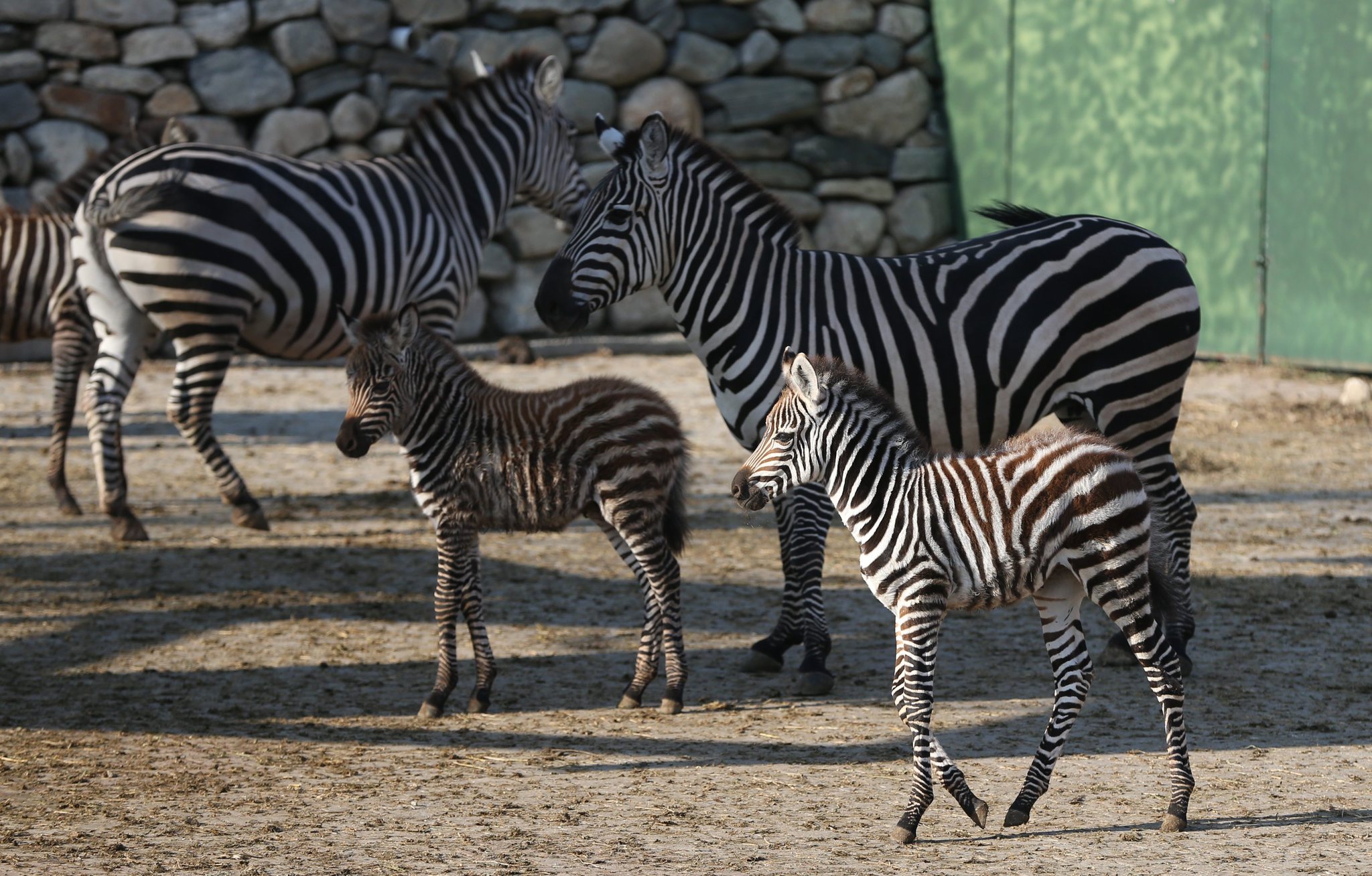 Zebraların neden çizgileri var? İşte son araştırma...