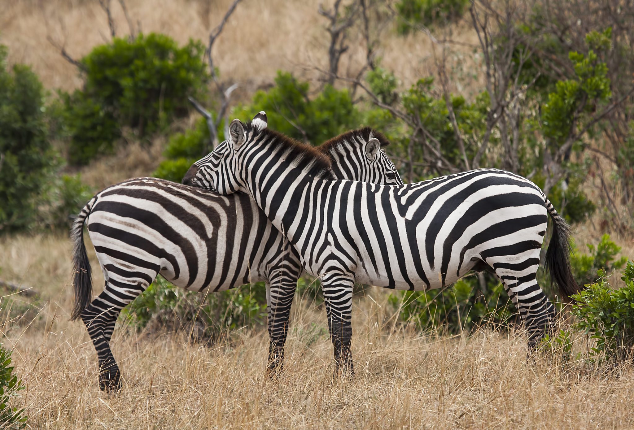 Zebraların neden çizgileri var? İşte son araştırma...