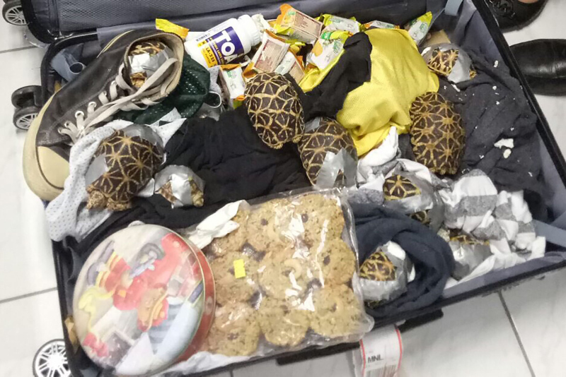 Havaalanında binlerce kaplumbağa bantlanmış halde bulundu