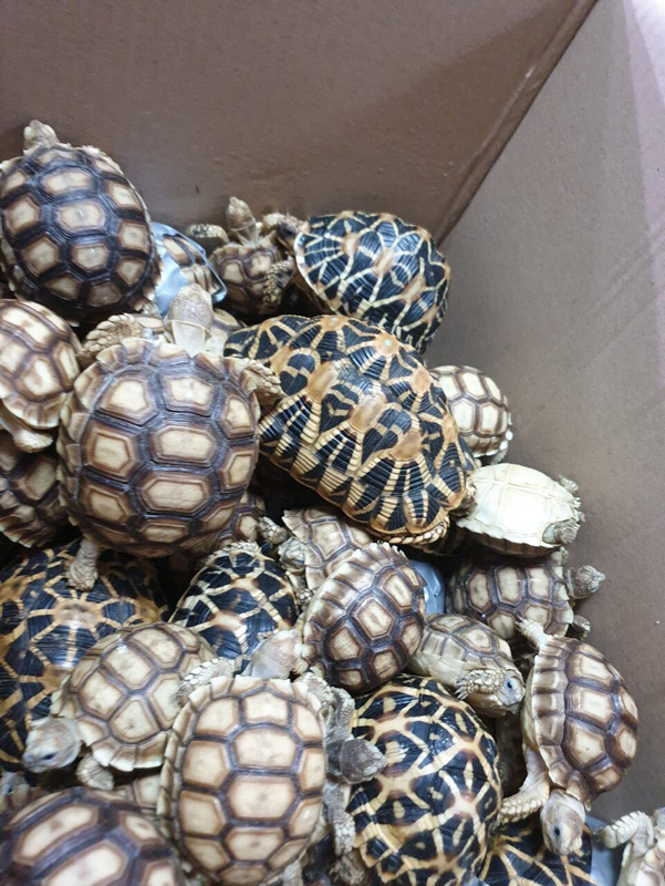 Havaalanında binlerce kaplumbağa bantlanmış halde bulundu