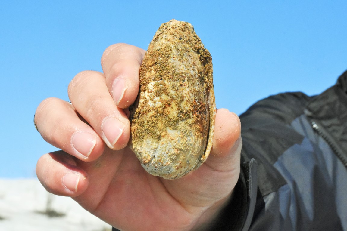 Muş’ta heyecan yaratan 11 milyon yıllık fosiller
