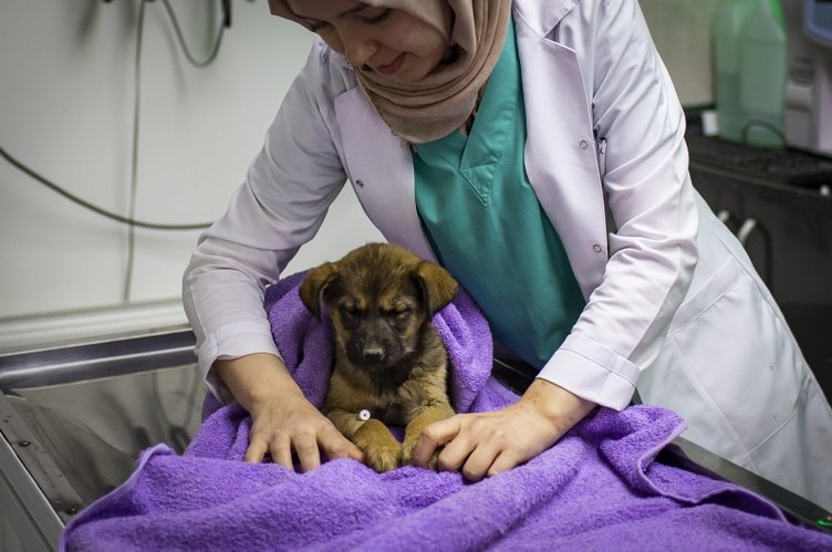 Ankara’da sokak köpeklerinin zehirlenmesi olayında flaş gelişme!