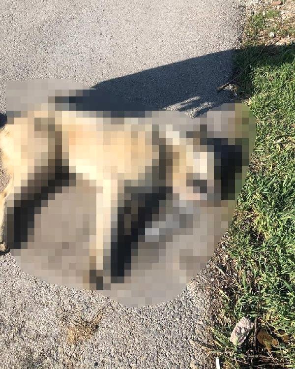Ankara’da yine katliam! 7 köpek zehirlenmiş halde bulundu