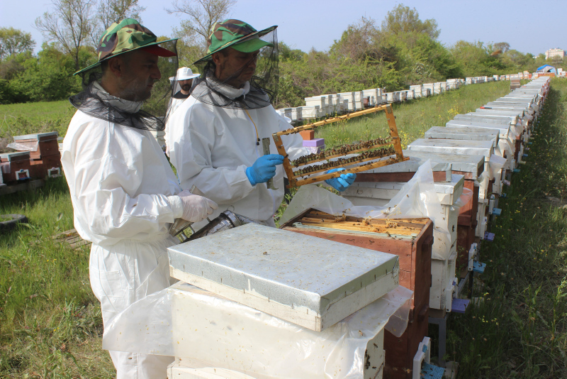 Kilosu 6 bin liradan satılan arı sütünün siparişlerine yetişemiyor