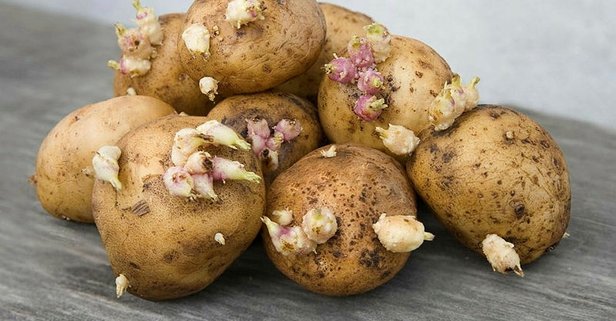 Filizlenen patates ölüme neden oluyor!