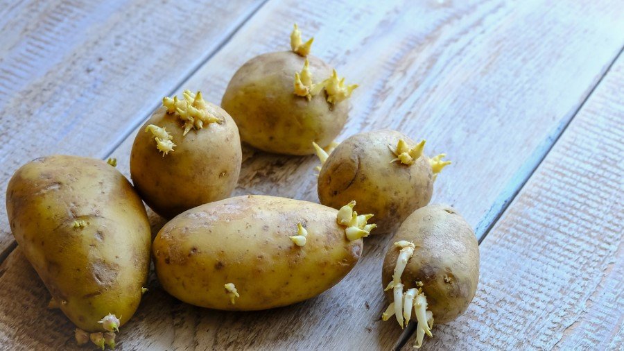 Filizlenen patates ölüme neden oluyor!