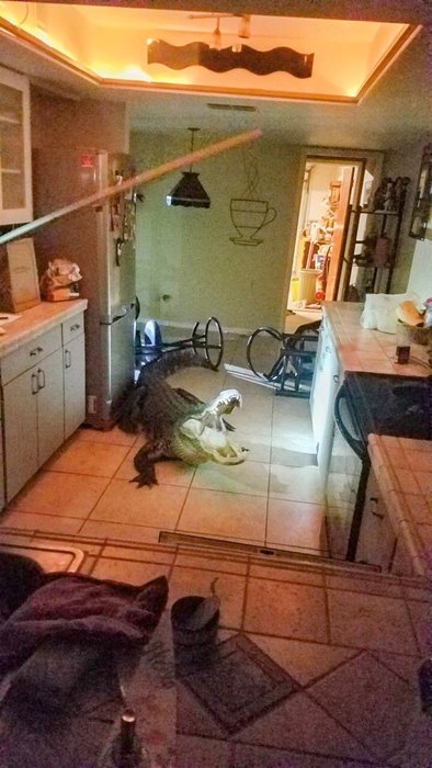 Pencereden eve giren timsah büyük panik yaşattı