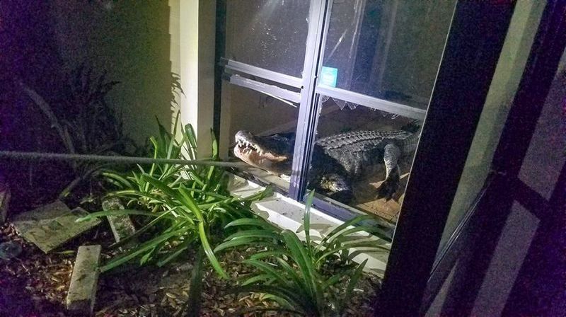 Pencereden eve giren timsah büyük panik yaşattı