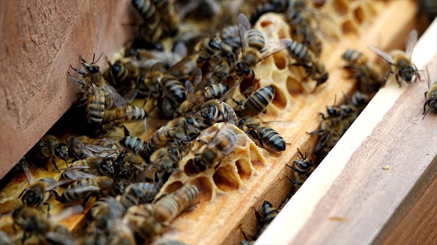 Tunceli Nazımiye’de arı saldırısı: 1 ölü, 3 yaralı