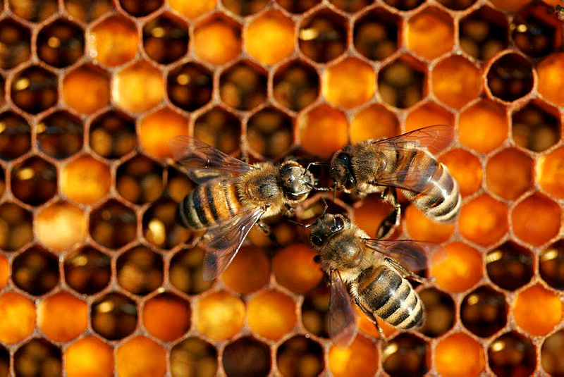 Tunceli Nazımiye’de arı saldırısı: 1 ölü, 3 yaralı