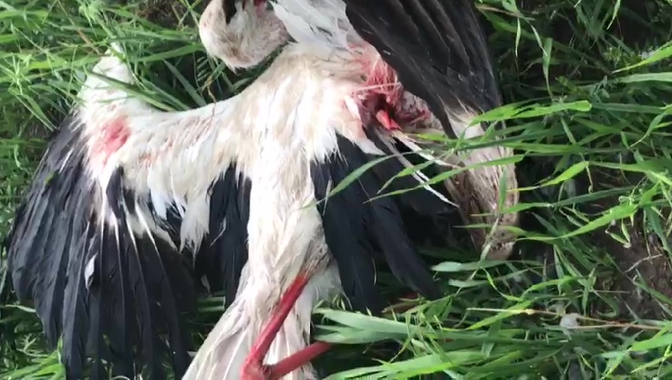 Ankara’da yağan dolu kuşların kanadını kırdı