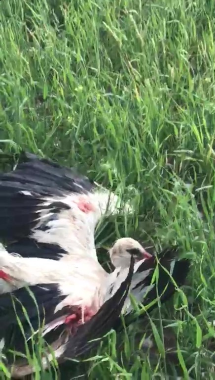 Ankara’da yağan dolu kuşların kanadını kırdı