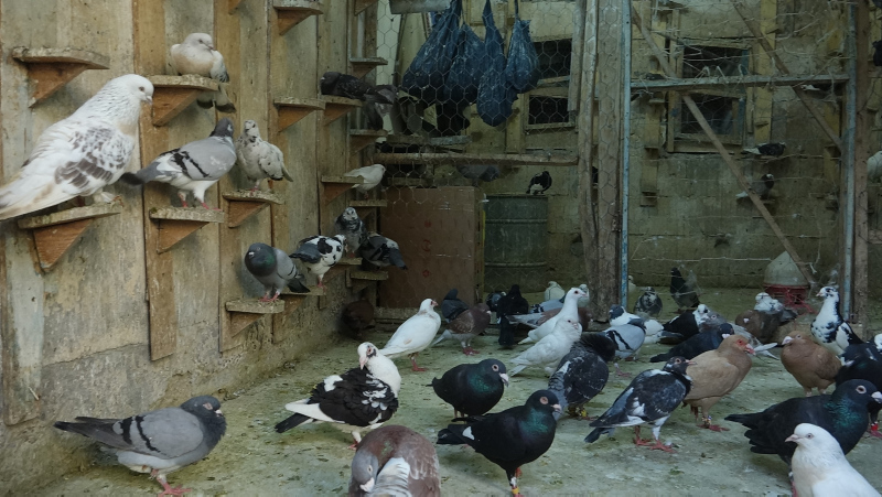 Şanlıurfa’da güvercin almak için istenen şartlar ağızları açık bıraktı