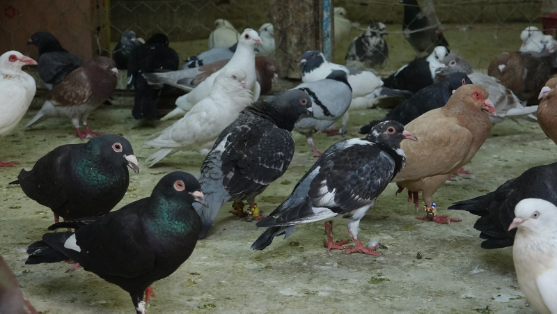 Şanlıurfa’da güvercin almak için istenen şartlar ağızları açık bıraktı