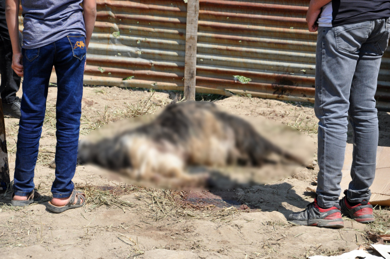 Baraka’da köpek dehşeti! Toprağı kazıp girdiler, tek tek öldürdüler