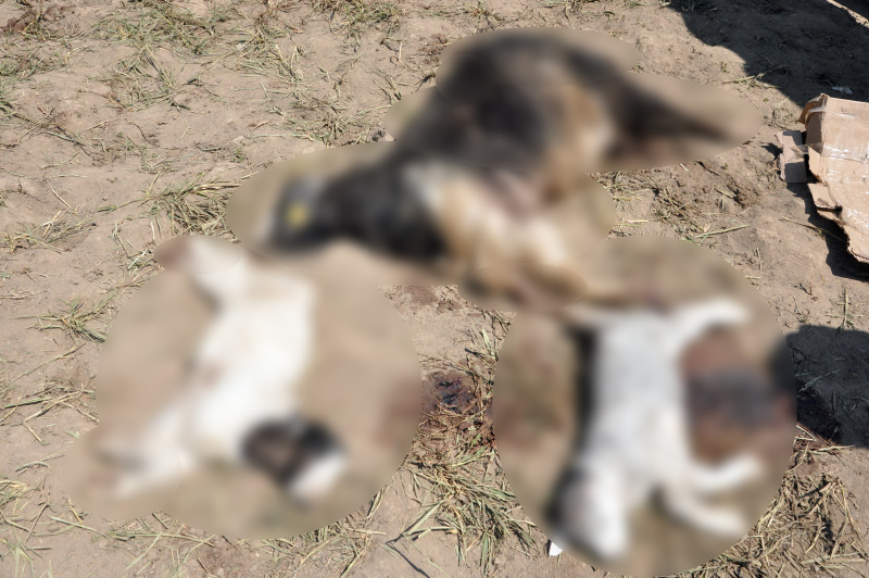 Baraka’da köpek dehşeti! Toprağı kazıp girdiler, tek tek öldürdüler