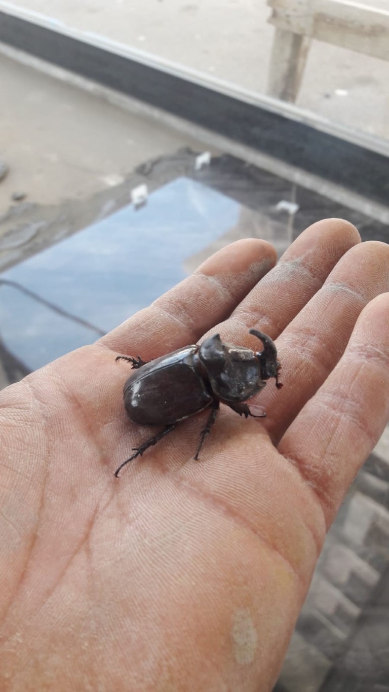 Bingöl’de gergedan böceği bulundu