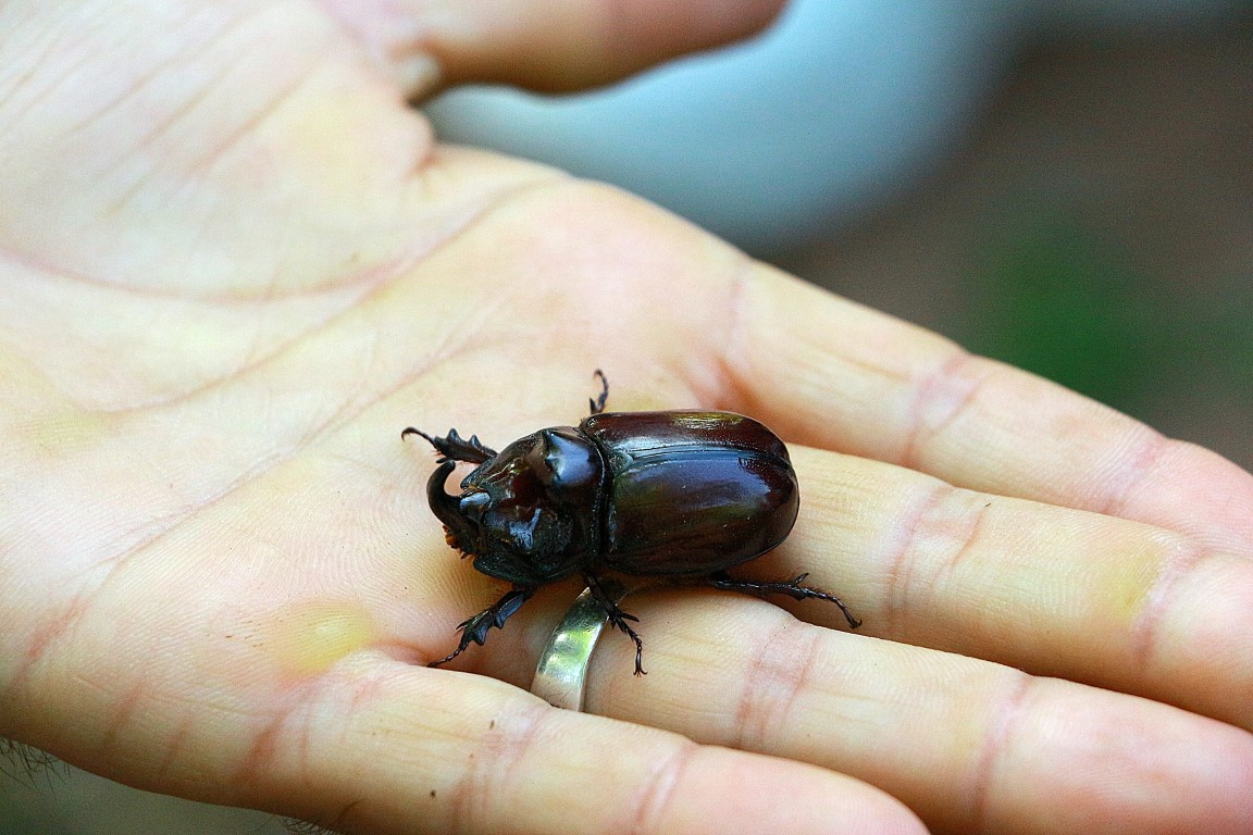 Bingöl’de gergedan böceği bulundu
