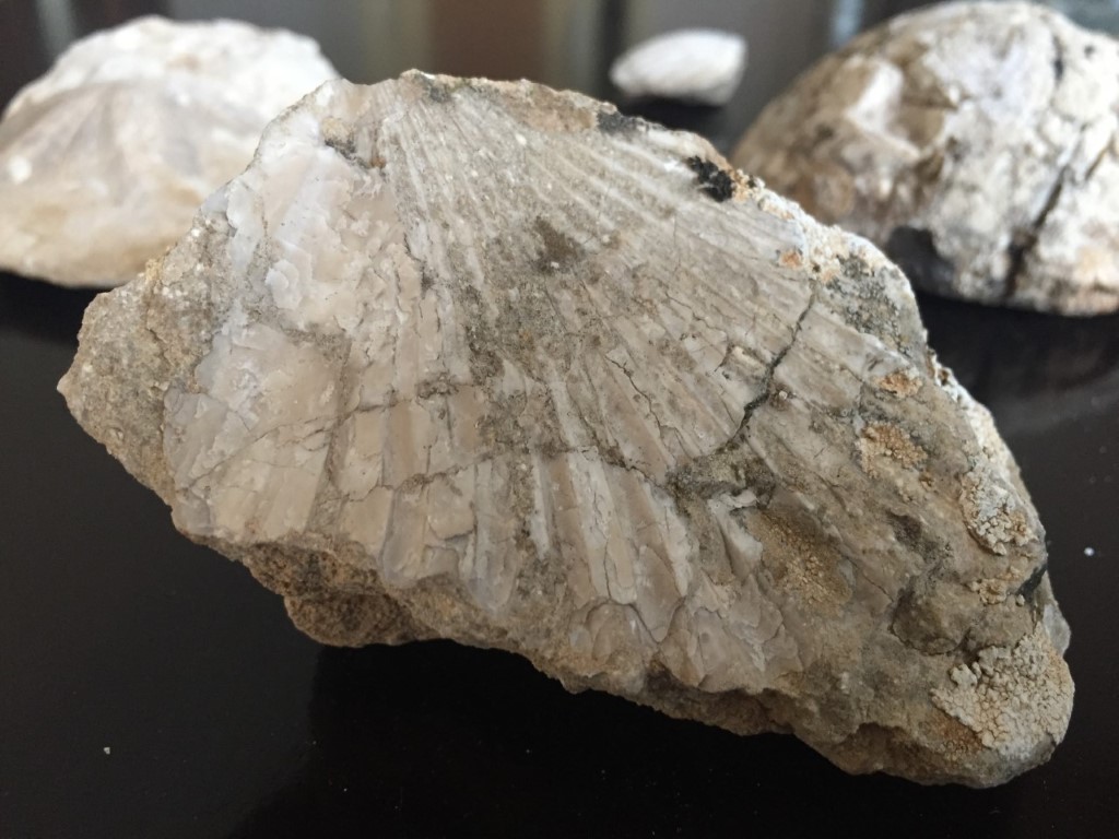 Kahramanmaraş’ta 35 milyon yıllık fosiller bulundu