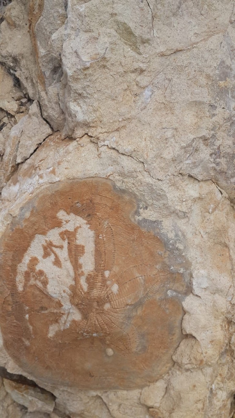 Kahramanmaraş’ta 35 milyon yıllık fosiller bulundu