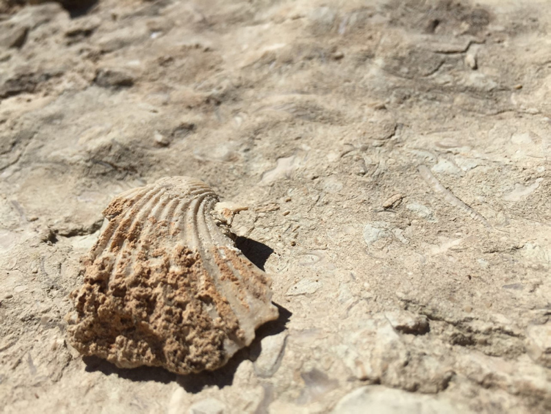 Kahramanmaraş’ta 35 milyon yıllık fosil bulundu
