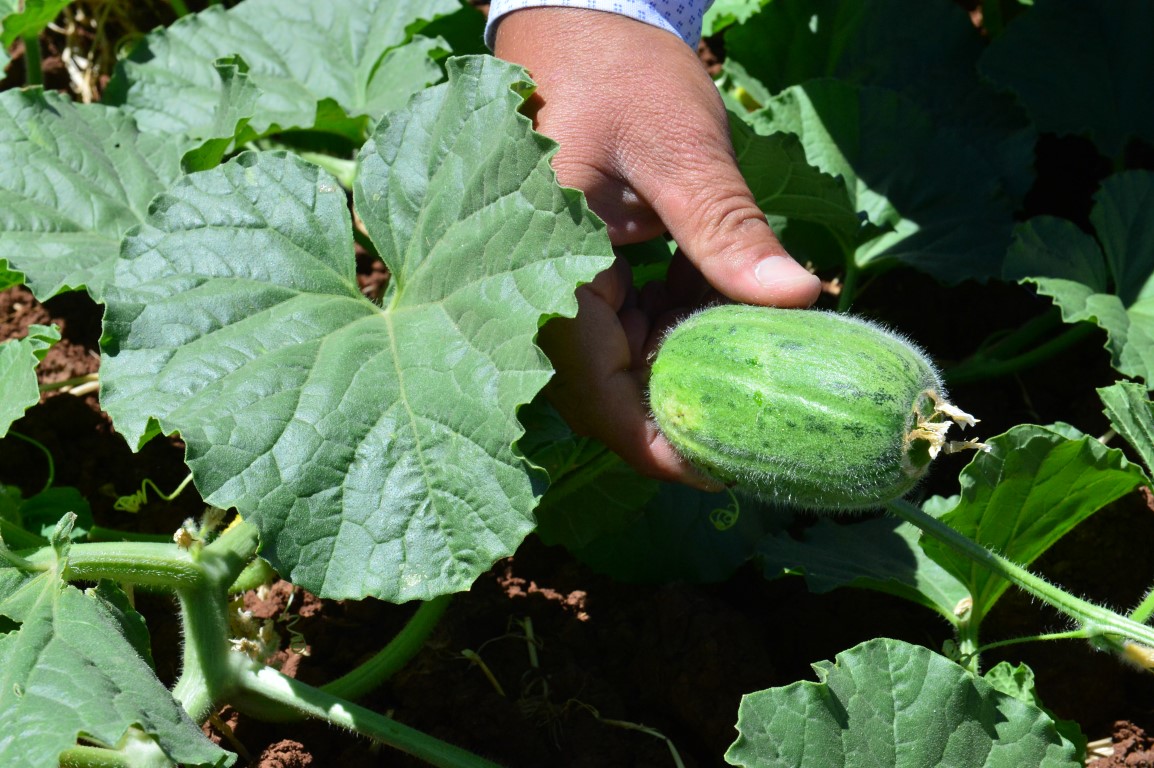 Dışı karpuza içi kavuna tadı salatalığa benziyor