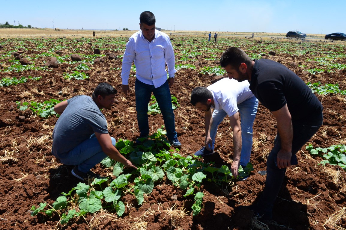 Dışı karpuza içi kavuna tadı salatalığa benziyor