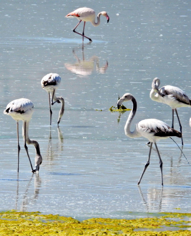 Flamingoların gölü kurudu