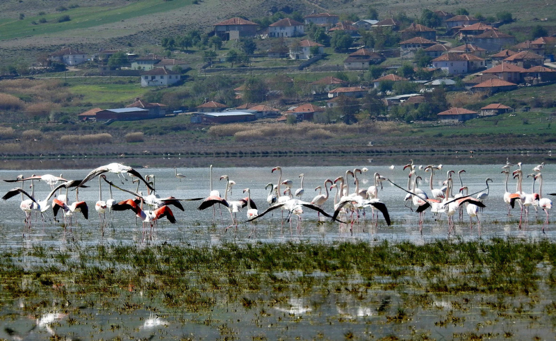 Flamingoların gölü kurudu