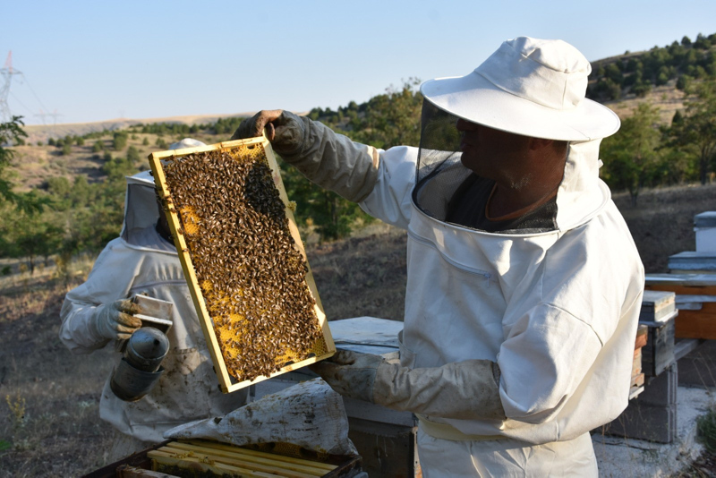Özel aparatla çıkartılan arı zehrinin kilosu 500 bin liraya satılıyor