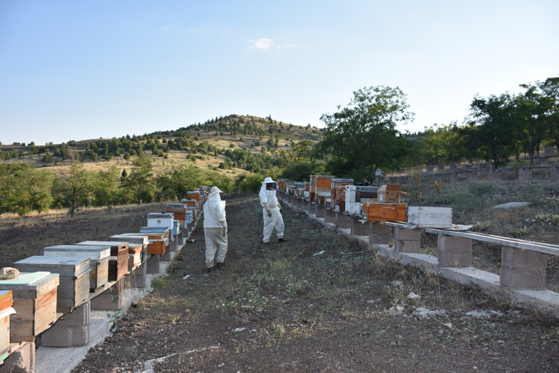 Özel aparatla çıkartılan arı zehrinin kilosu 500 bin liraya satılıyor