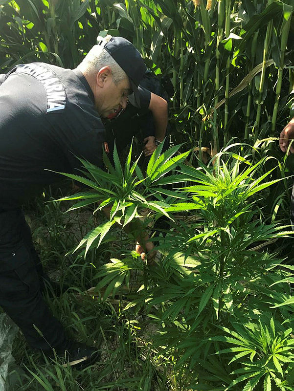 Jandarma havadan sobeledi!  Mısır tarlaları arasına ekilmiş kenevirler drone ile bulundu