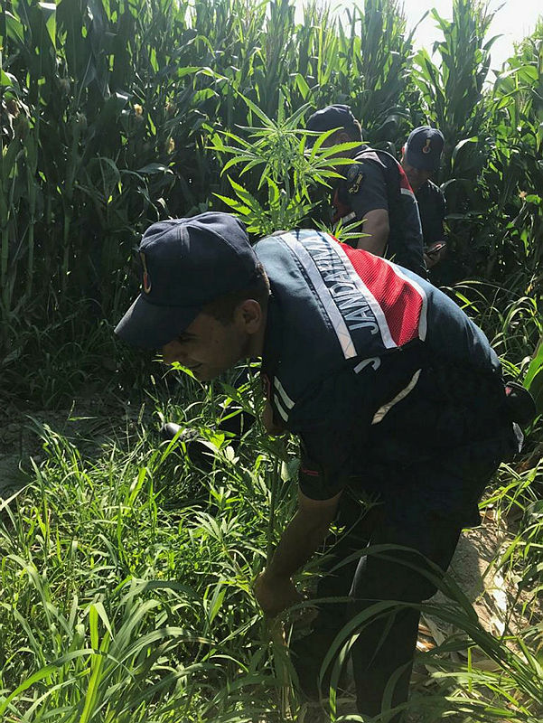 Jandarma havadan sobeledi!  Mısır tarlaları arasına ekilmiş kenevirler drone ile bulundu