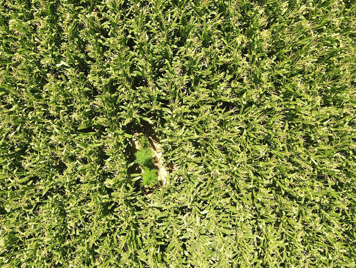 Jandarma havadan sobeledi!  Mısır tarlaları arasına ekilmiş kenevirler drone ile bulundu