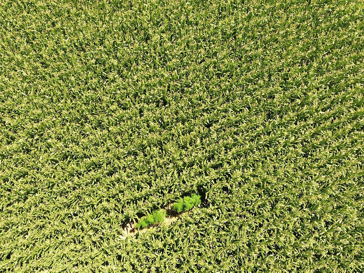 Jandarma havadan sobeledi!  Mısır tarlaları arasına ekilmiş kenevirler drone ile bulundu
