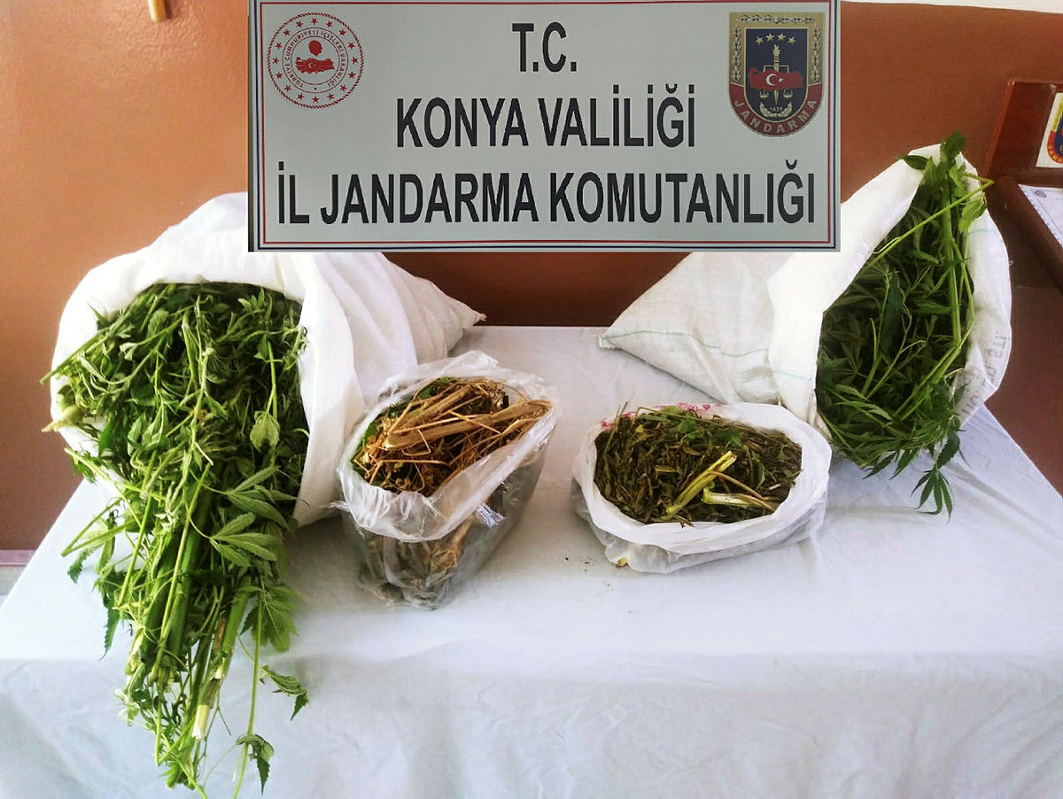 Jandarma havadan sobeledi!  Mısır tarlaları arasına ekilmiş kenevirler drone ile bulundu