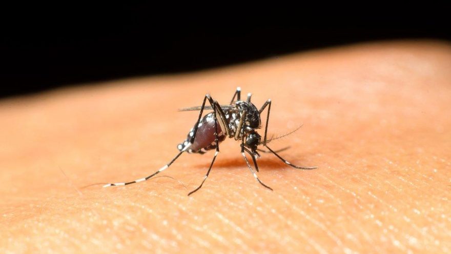 KKTC’de ’’Batı Nil Virüsü’’ alarmı! 1 kişi öldü