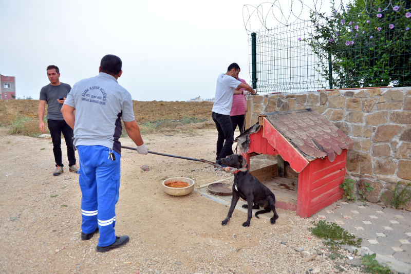 Adana’da pitbull ile korunan villaya polis baskını