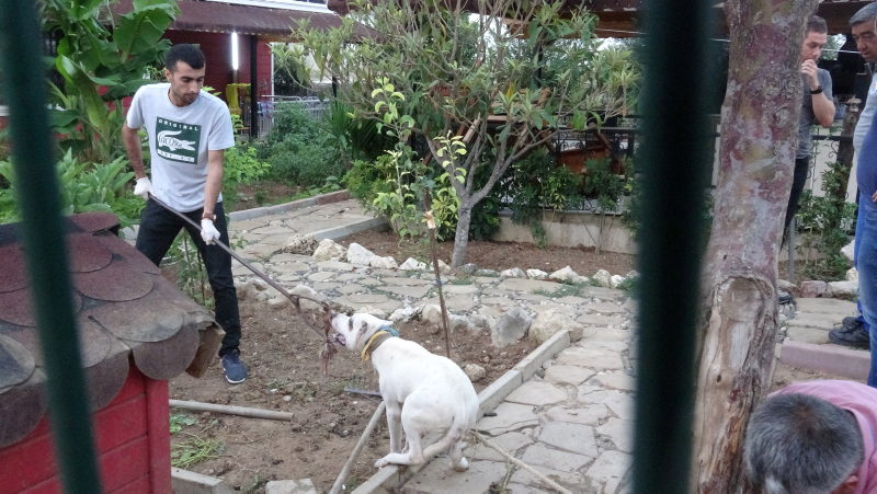 Adana’da pitbull ile korunan villaya polis baskını