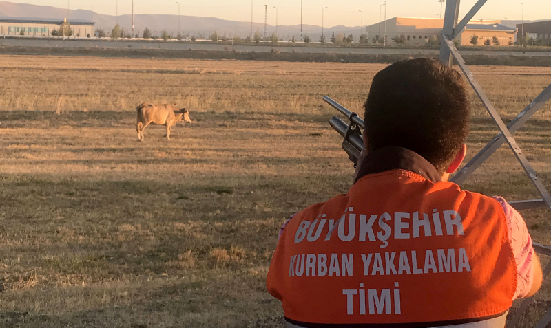Erzurum’da kaçan kurbanlık askeri yasak bölgede bulundu