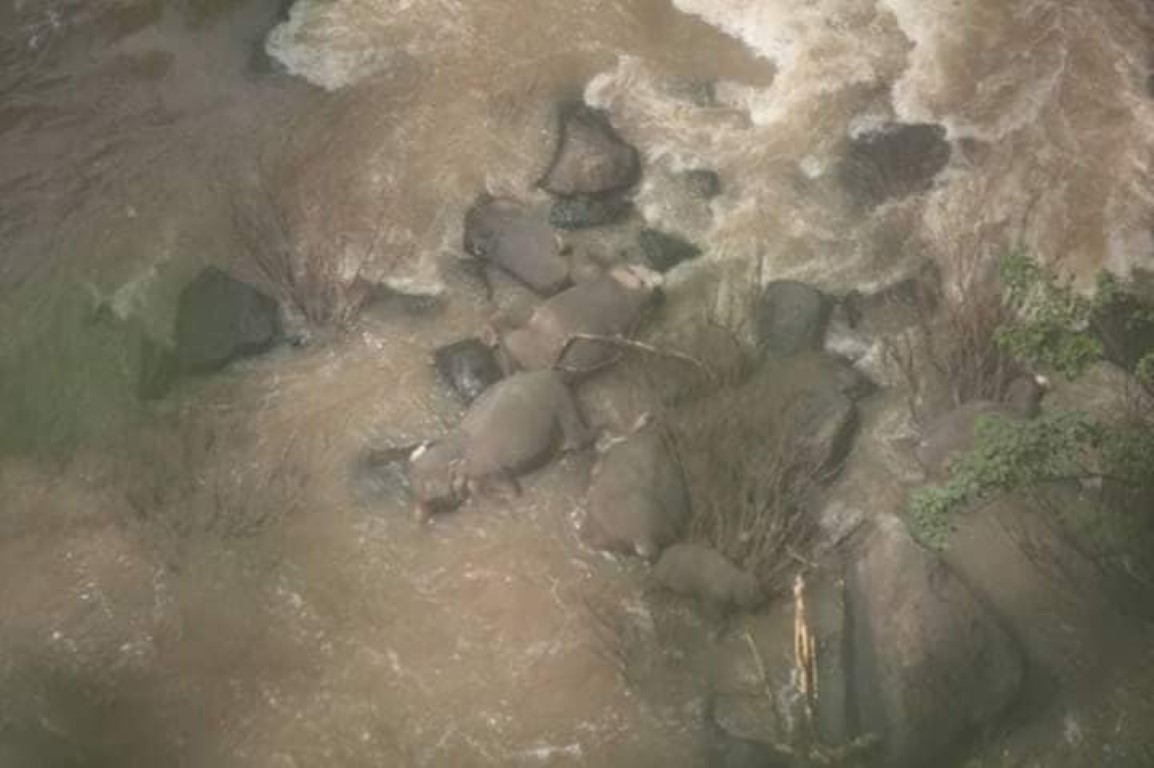 Tayland’da şelale havuzuna düşen 6 fil öldü
